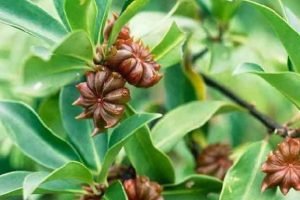 bronchitis essential oil treatment