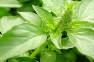 private label essential oils