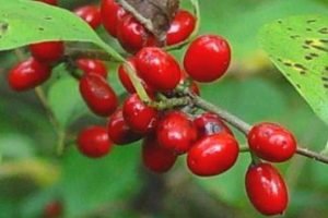 private label essential oils