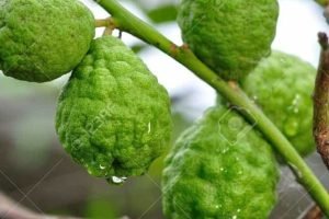 private label essential oils