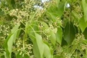 private label essential oils