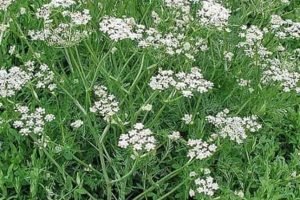 private label essential oils