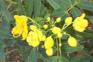 essential oils for men