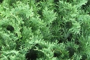 essential oils for men