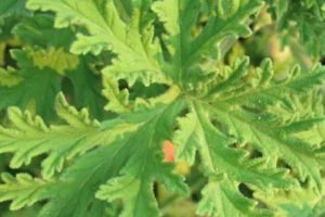 essential oils for bronchitis