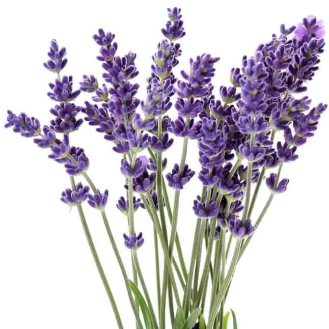 Lavender Extra - Grounded Owl Botanicals