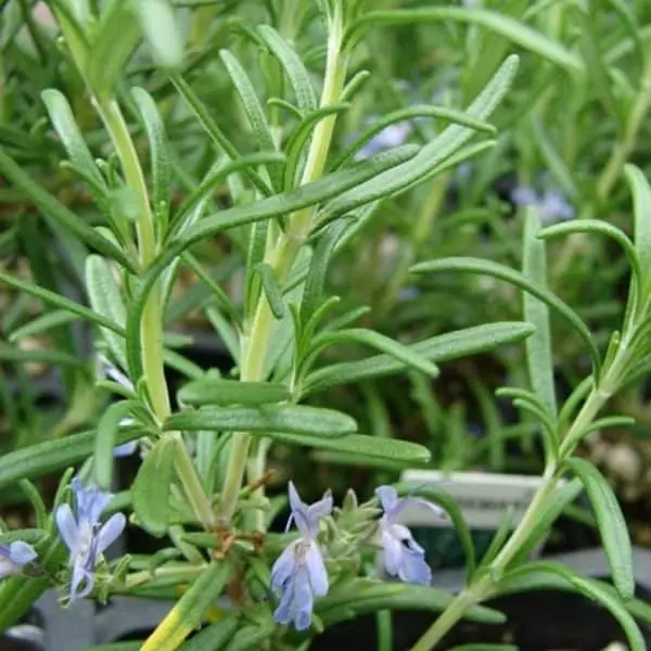 cedar leaf oil