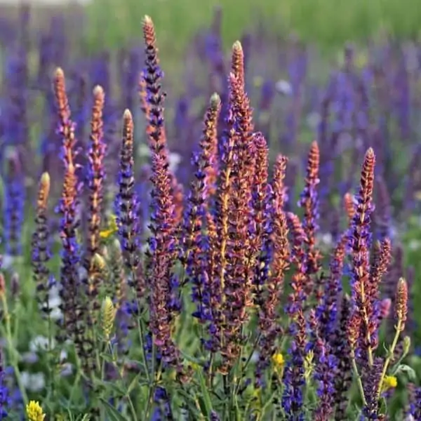 cedar leaf oil