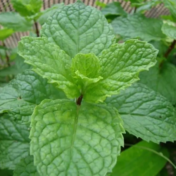 cedar leaf oil