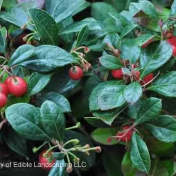 red berry blossom