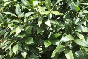 private label essential oils