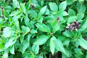 private label essential oils