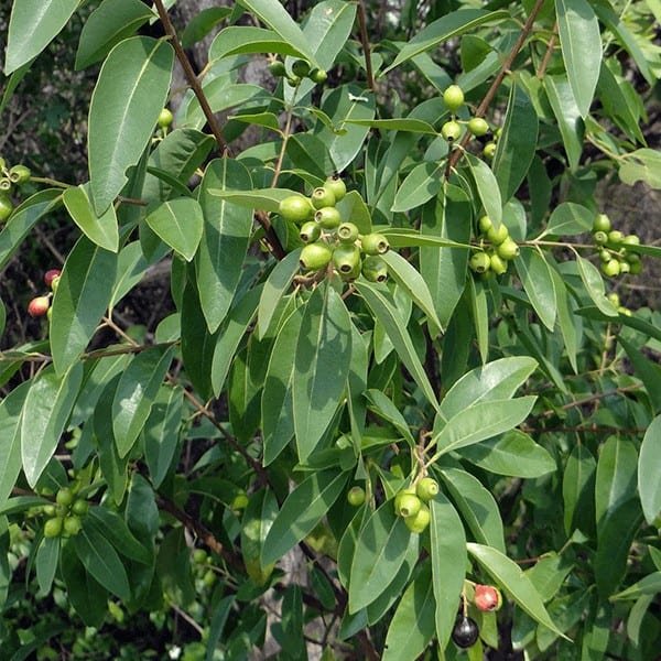 amyris essential oil
