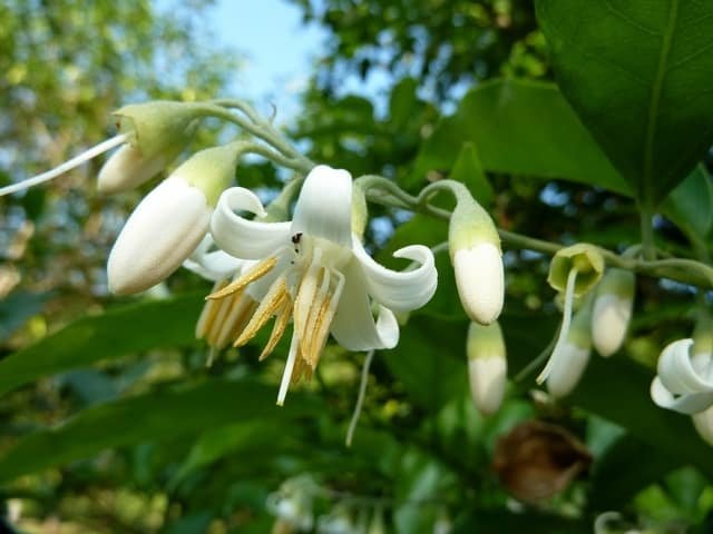 Benzoin Essential Oil Uses